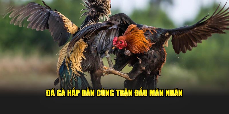 Đá Gà hấp dẫn cùng trận đấu mãn nhãn