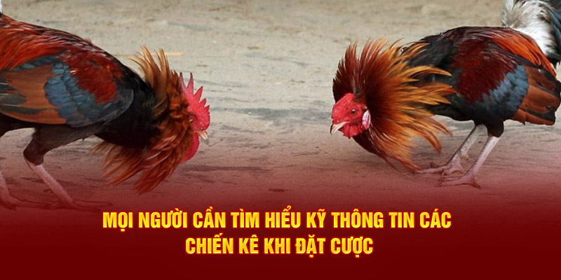 Mọi người cần tìm hiểu kỹ thông tin các chiến kê khi đặt cược